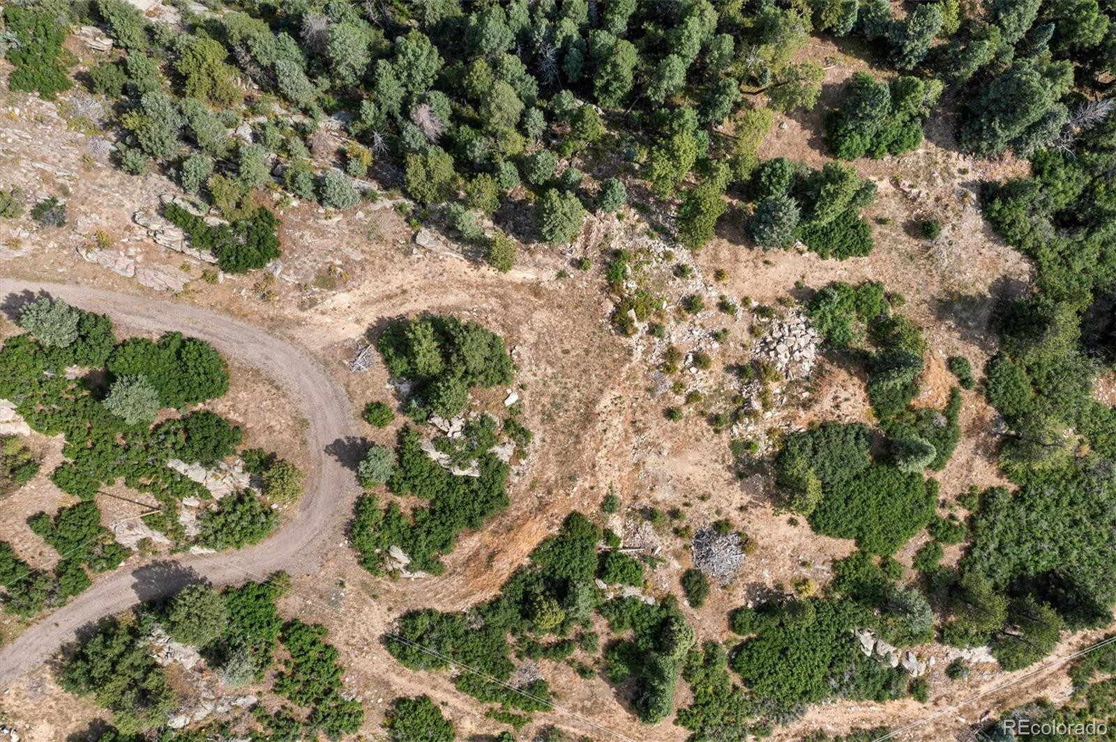 13854 North Trail Circle Littleton, CO 80127 - Photo 11 of 17 a plant with lots of trees