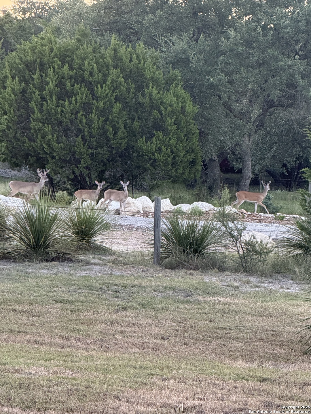 107 Ridge View Drive Boerne, TX 78006 - Photo 49 of 53 a view of a yard with a tree