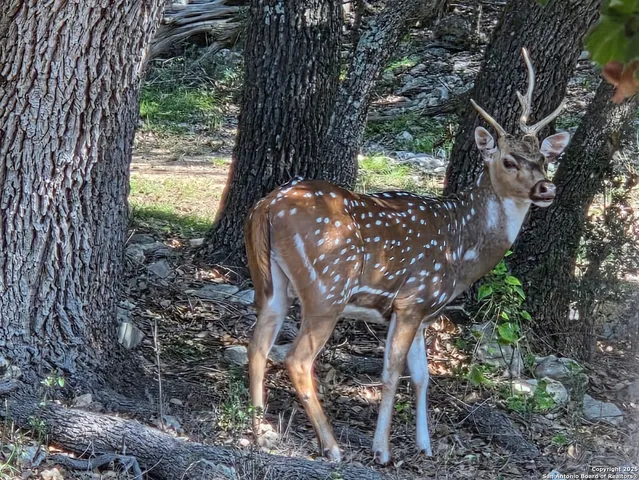 a view of a yard with patio