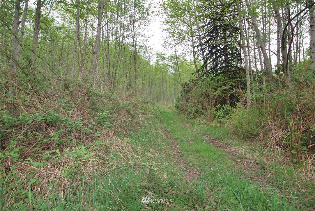 33330 Sultan Basin Road Sultan, WA 98294 - Photo 17 of 20 a view of a lush green forest with lots of trees