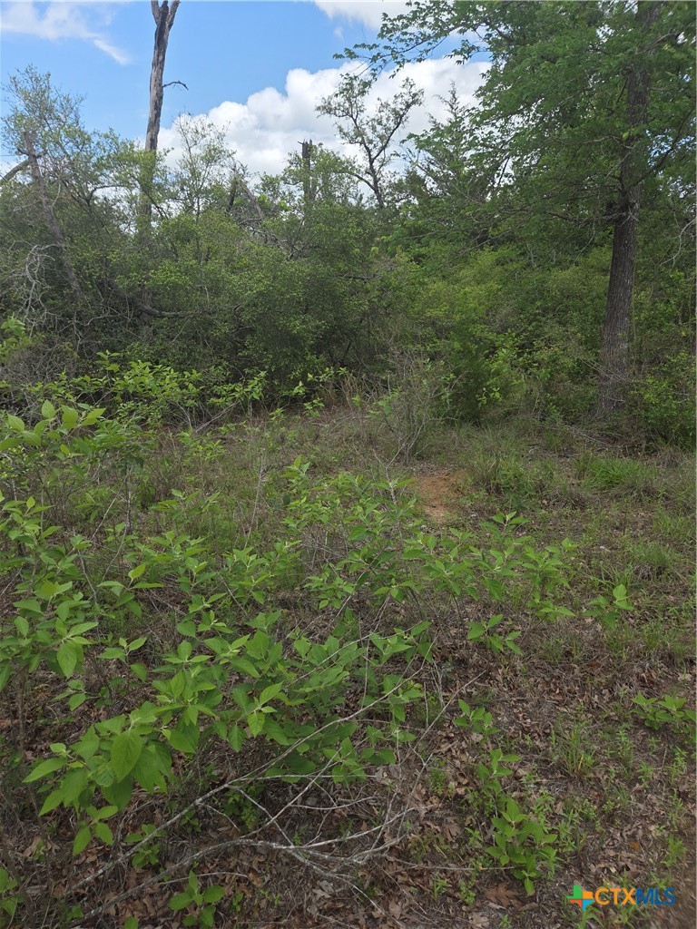 5345 Highway 36 Milano, TX 76556 - Photo 4 of 5 a view of a forest with lots of trees