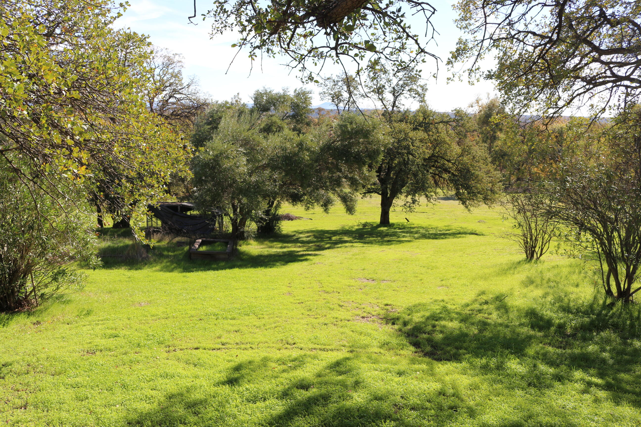 21754 Barnes Ranch Road Cottonwood, CA 96022 - Photo 14 of 42 Scattered Trees