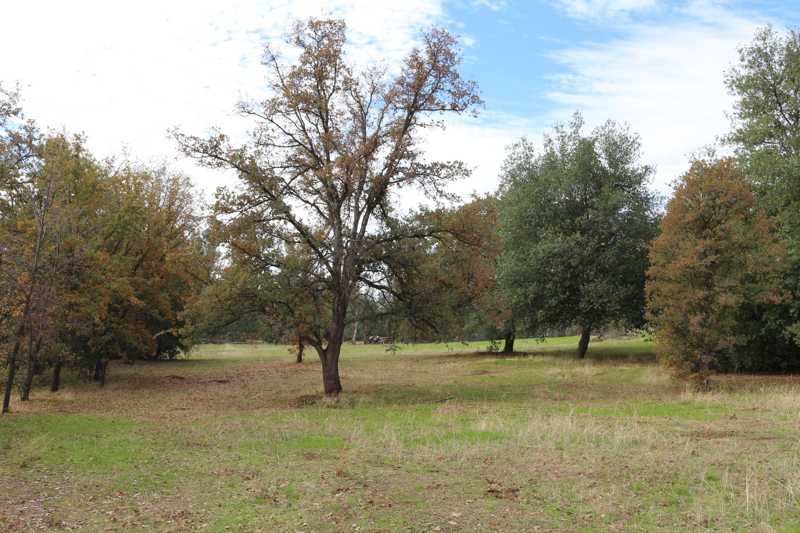 21754 Barnes Ranch Road Cottonwood, CA 96022 - Photo 15 of 42 Lots of Room for Animals