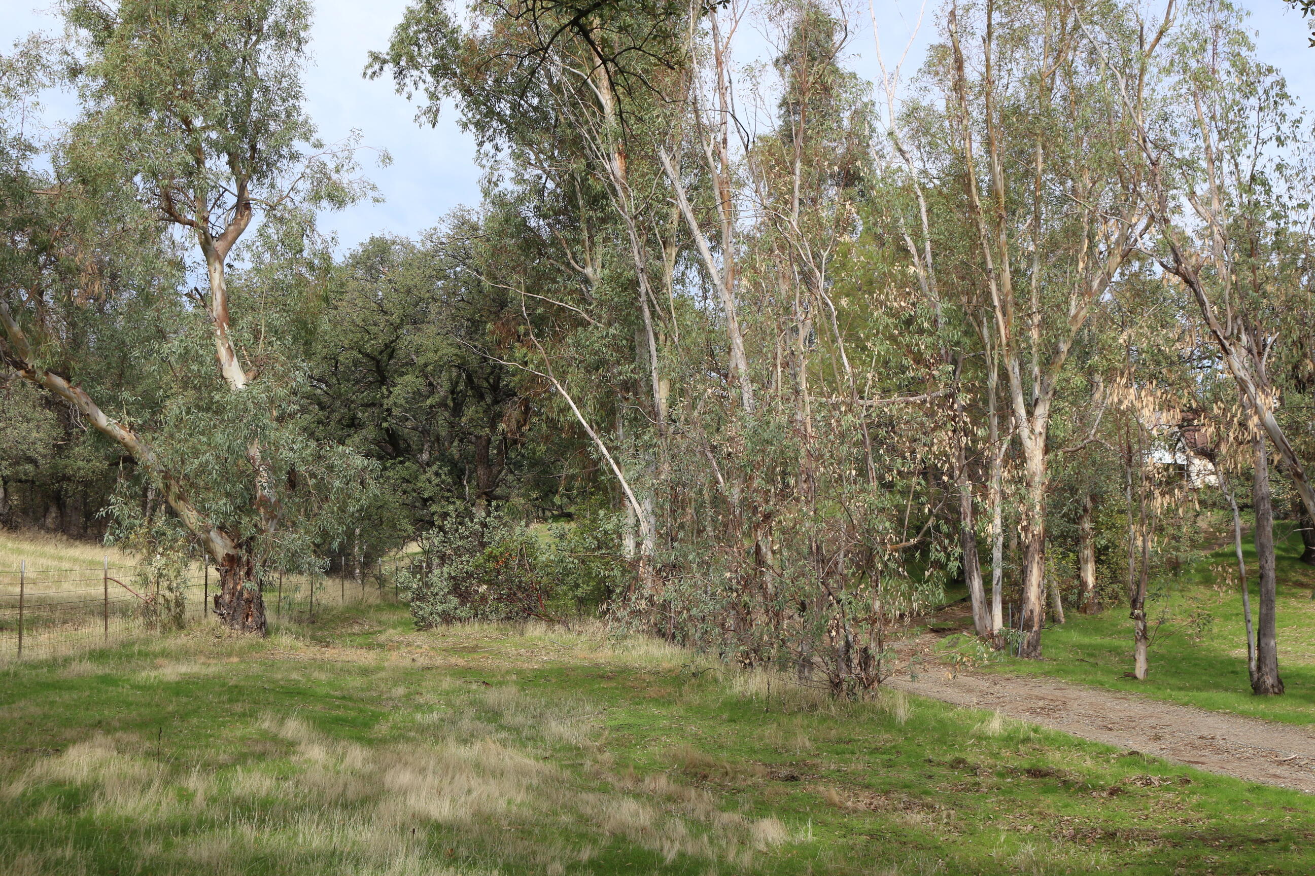 21754 Barnes Ranch Road Cottonwood, CA 96022 - Photo 19 of 42 Trees, More Trees