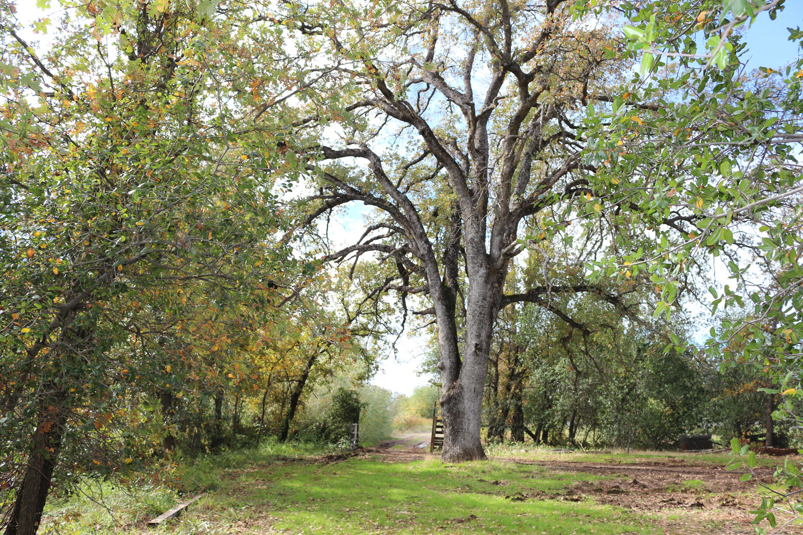 21754 Barnes Ranch Road Cottonwood, CA 96022 - Photo 23 of 42 Huge Trees by Entry