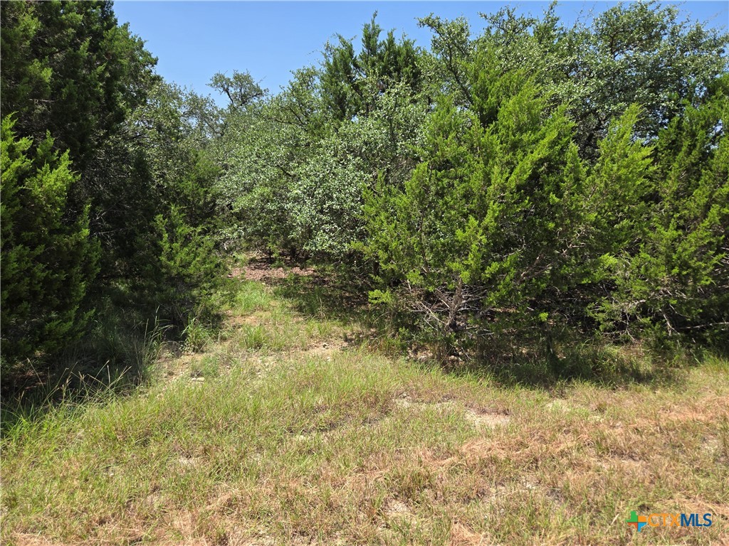 239 George Strait Canyon Lake, TX 78133 - Photo 21 of 31 a view of a yard