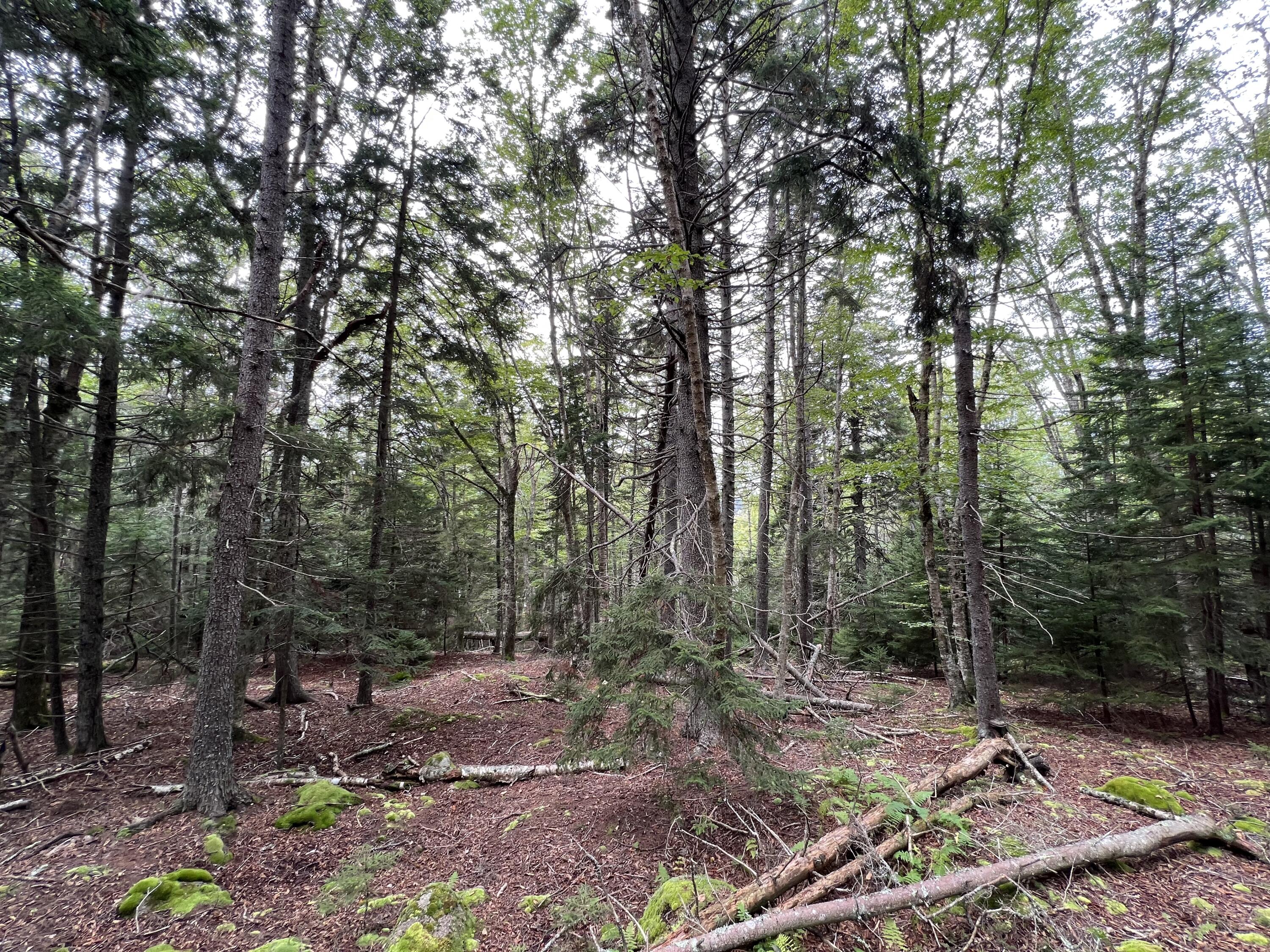 41 Coveside Road Swans Island, ME 04685 - Photo 11 of 13 woods
