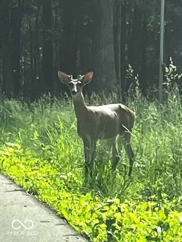 $569,000 | 6427 Buffalo Drive, Nineveh, IN 46164