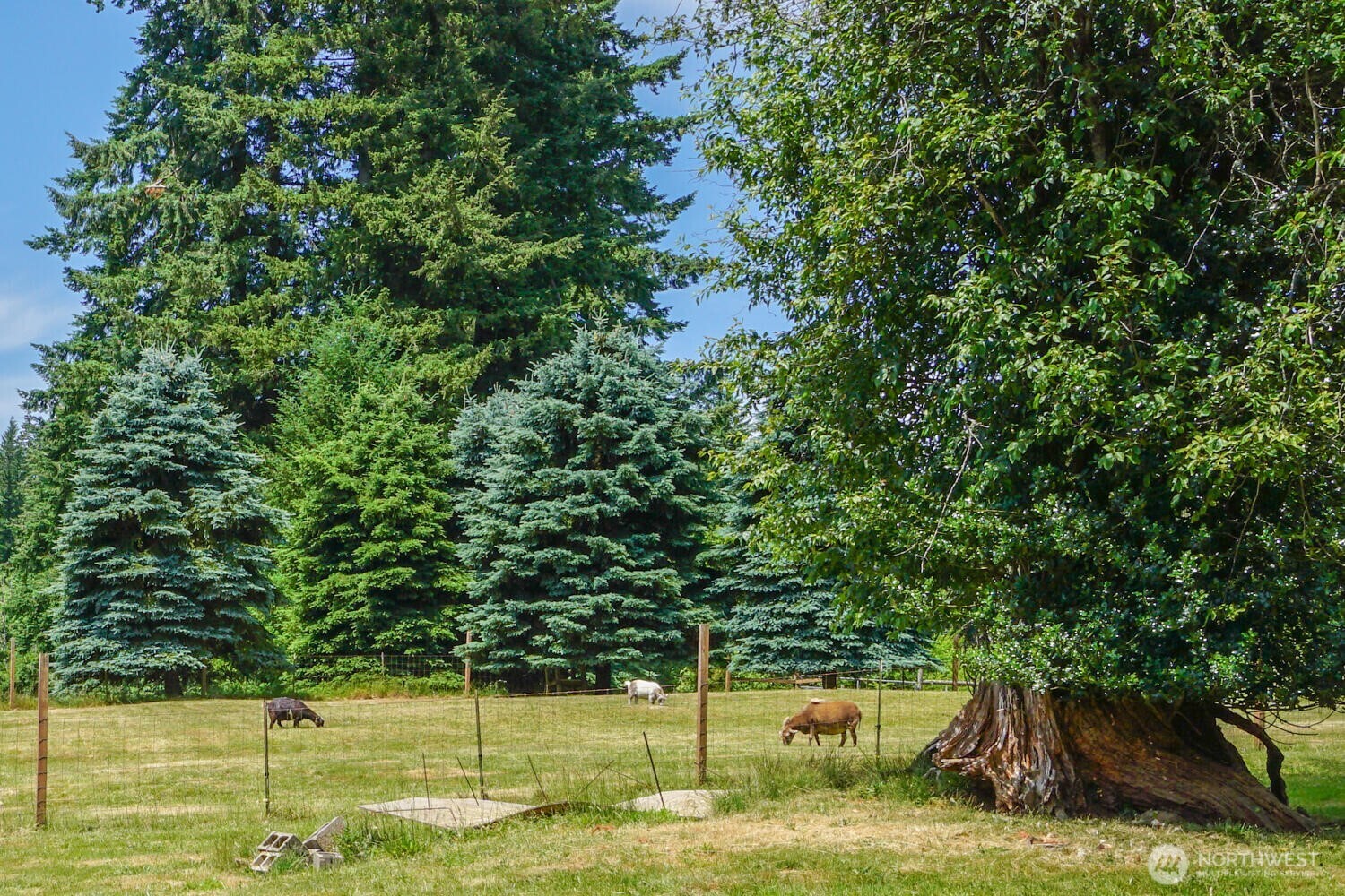 19910 Northeast 356th Street Yacolt, WA 98675 - Photo 33 of 37 a view of a yard with a house