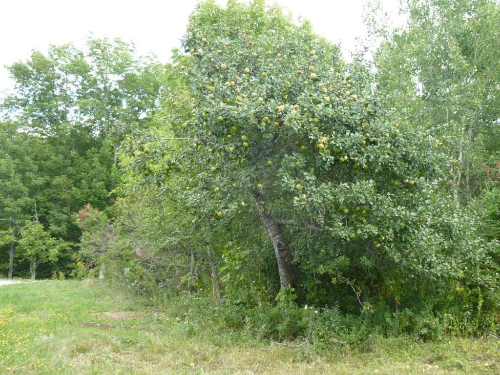 186 Bayside Road Ellsworth, ME 04605 - Photo 6 of 12 Photo