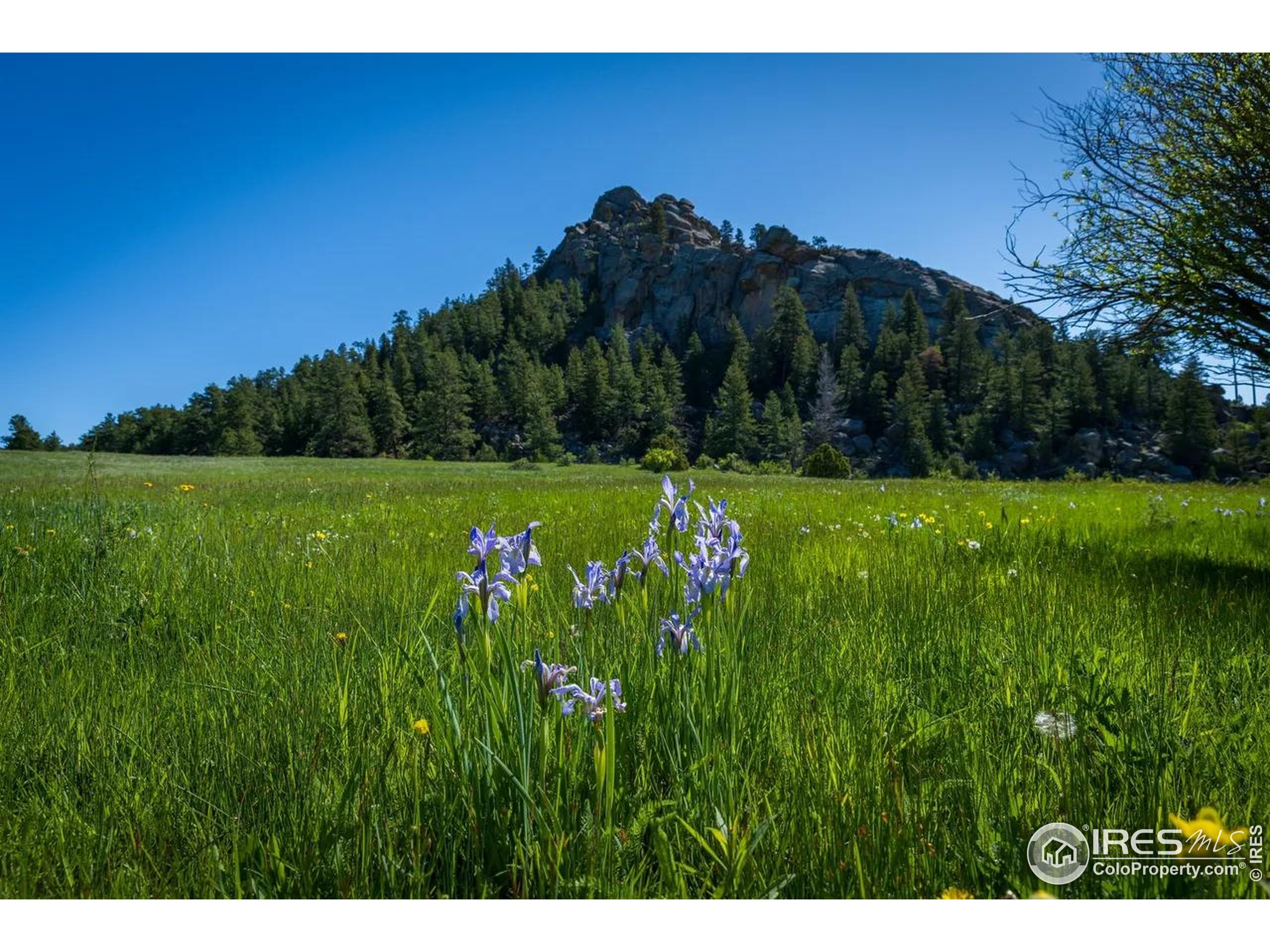 Legacy Rock Road Livermore, CO 80536 - Photo 7 of 11 a view of a grassy field with trees