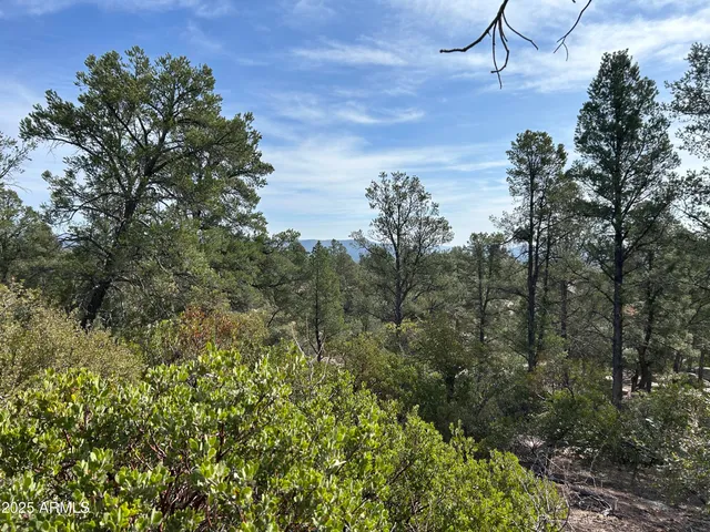 a view of a forest with lots of trees