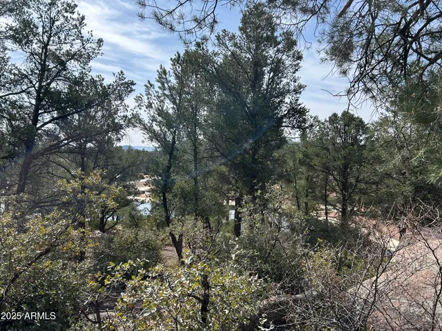 a view of a forest with trees