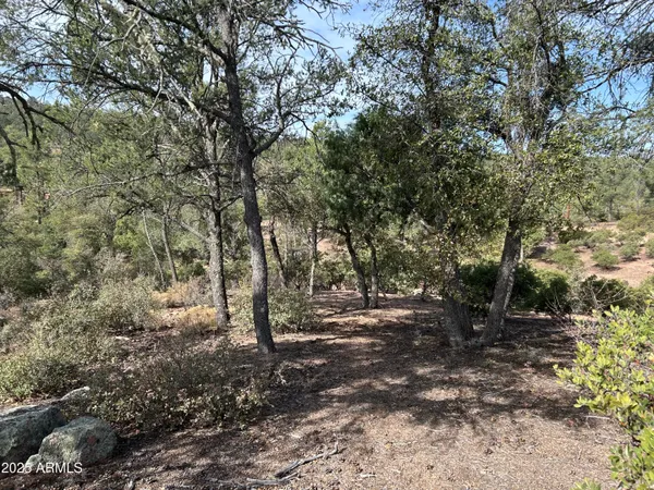 a view of a yard with large trees