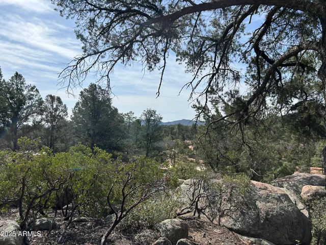 a view of a forest filled with trees