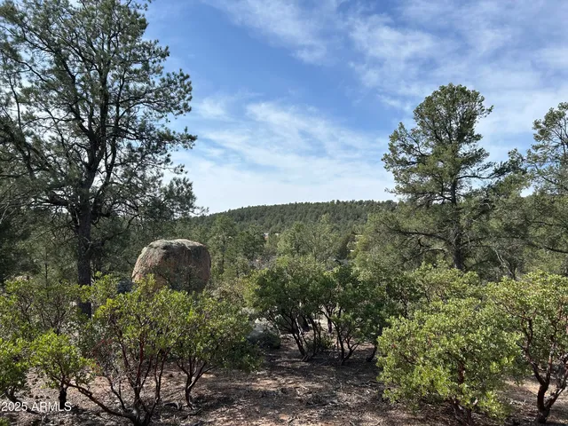 a view of a tree with a yard