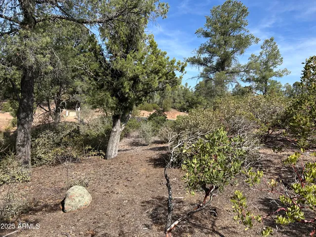 a view of a tree in middle of the forest