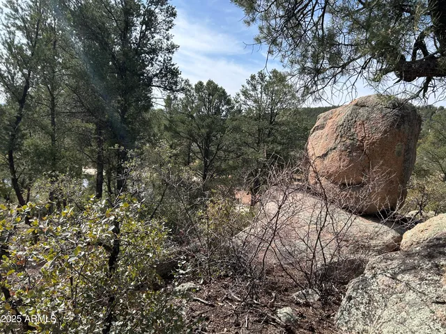 a view of a forest with trees