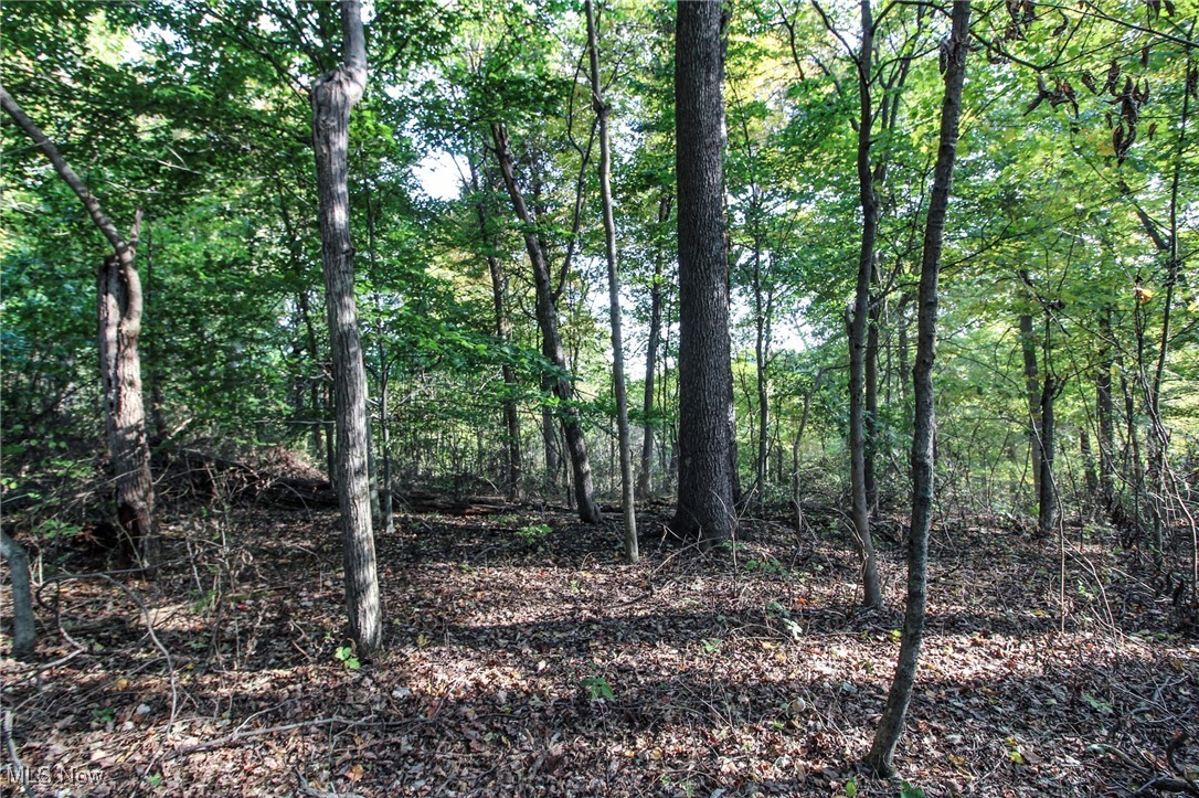 15999 State Route 26 Reno, OH 45773 - Photo 13 of 18 View of woods