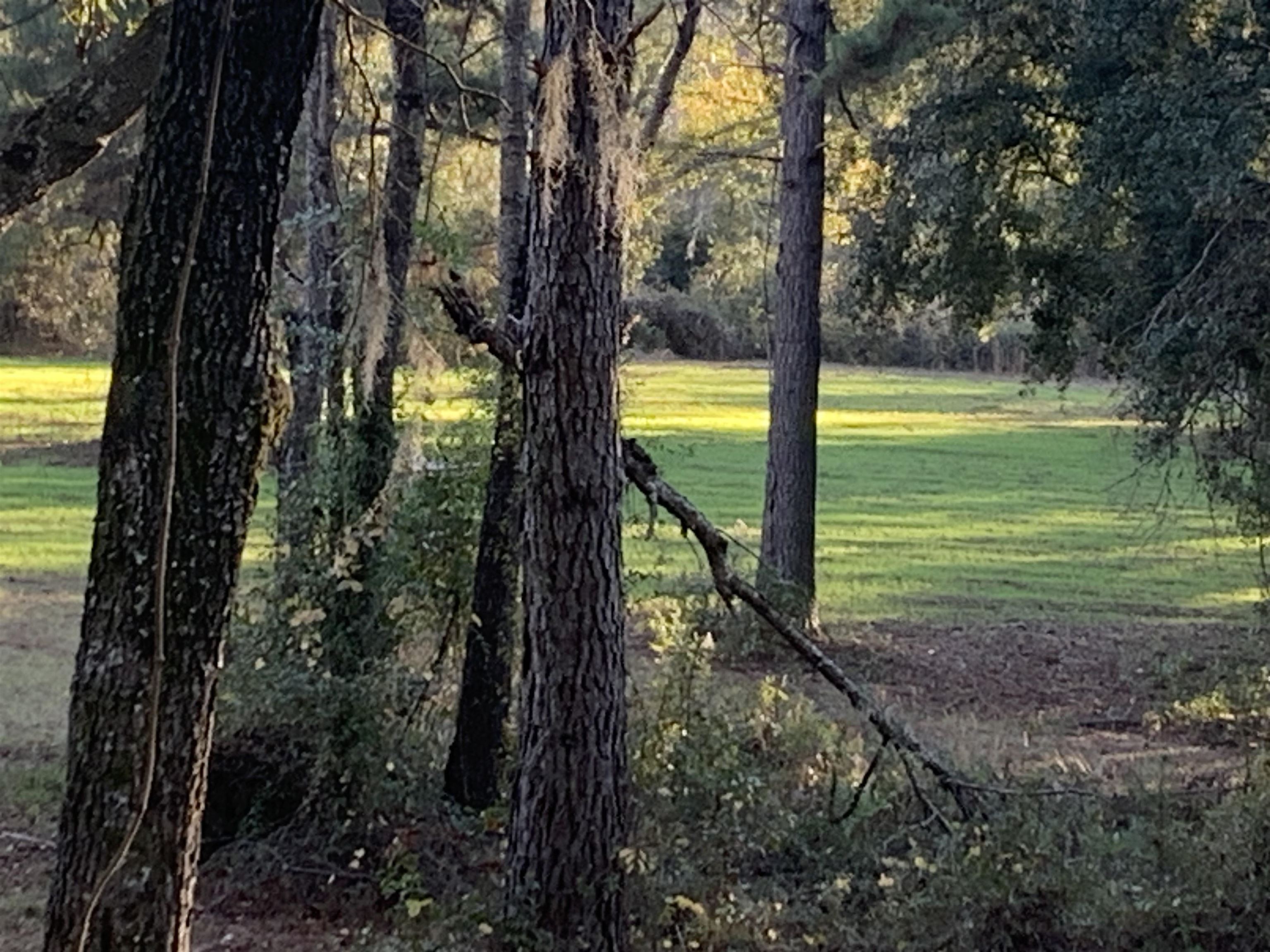 1701 Southwest Moseley Hall Road Madison, FL 32340 - Photo 14 of 35 Gallery Image 14