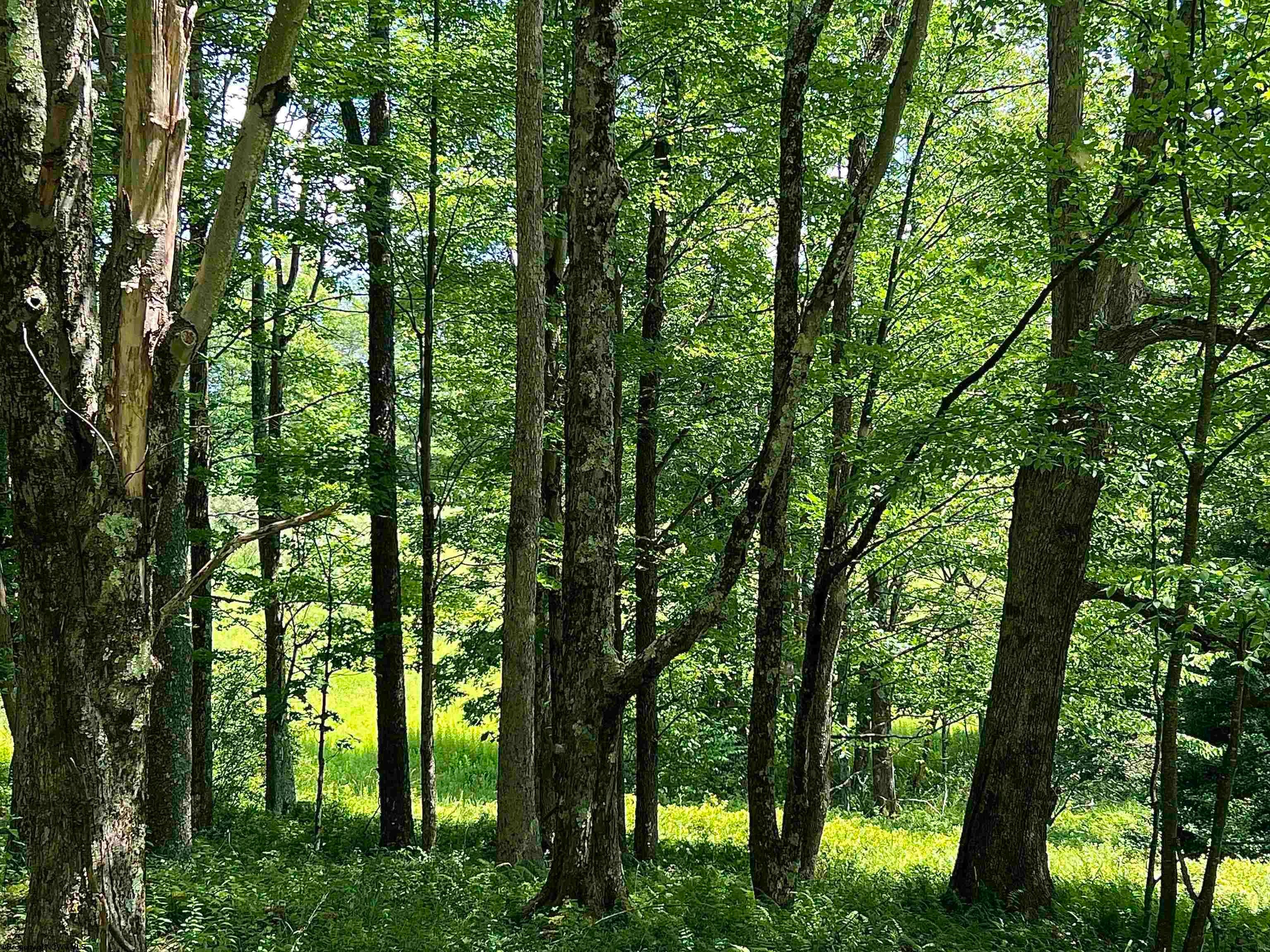 738 Jonathan Run Parsons, WV 26287 - Photo 9 of 21 Gallery Image 9