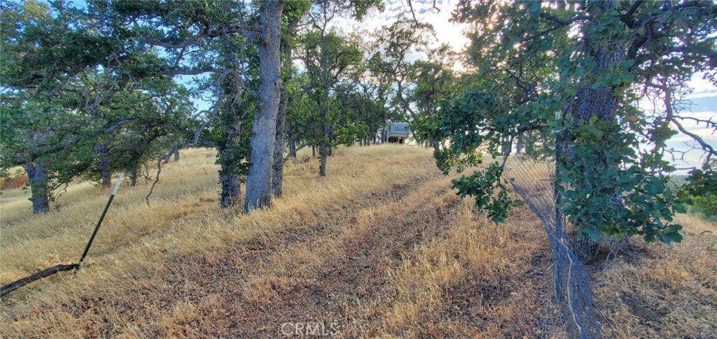 6915 Remunda Road Corning, CA 96021 - Photo 2 of 12 a view of a forest with trees
