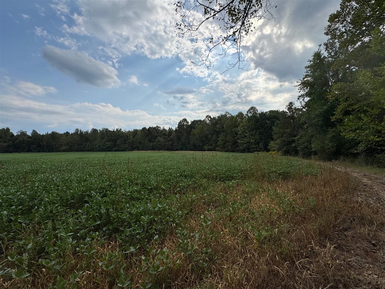 1250 Ashby Road Centertown, KY 42328 - Photo 14 of 25 Gallery Image 14