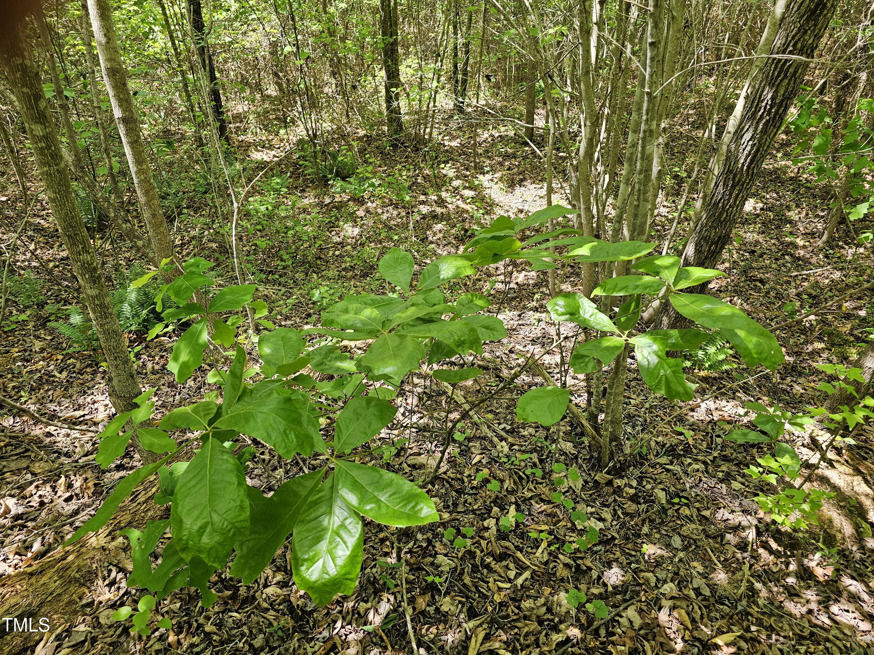 0 Alert Road Warrenton, NC 27589 - Photo 18 of 35 Alert Rd 8