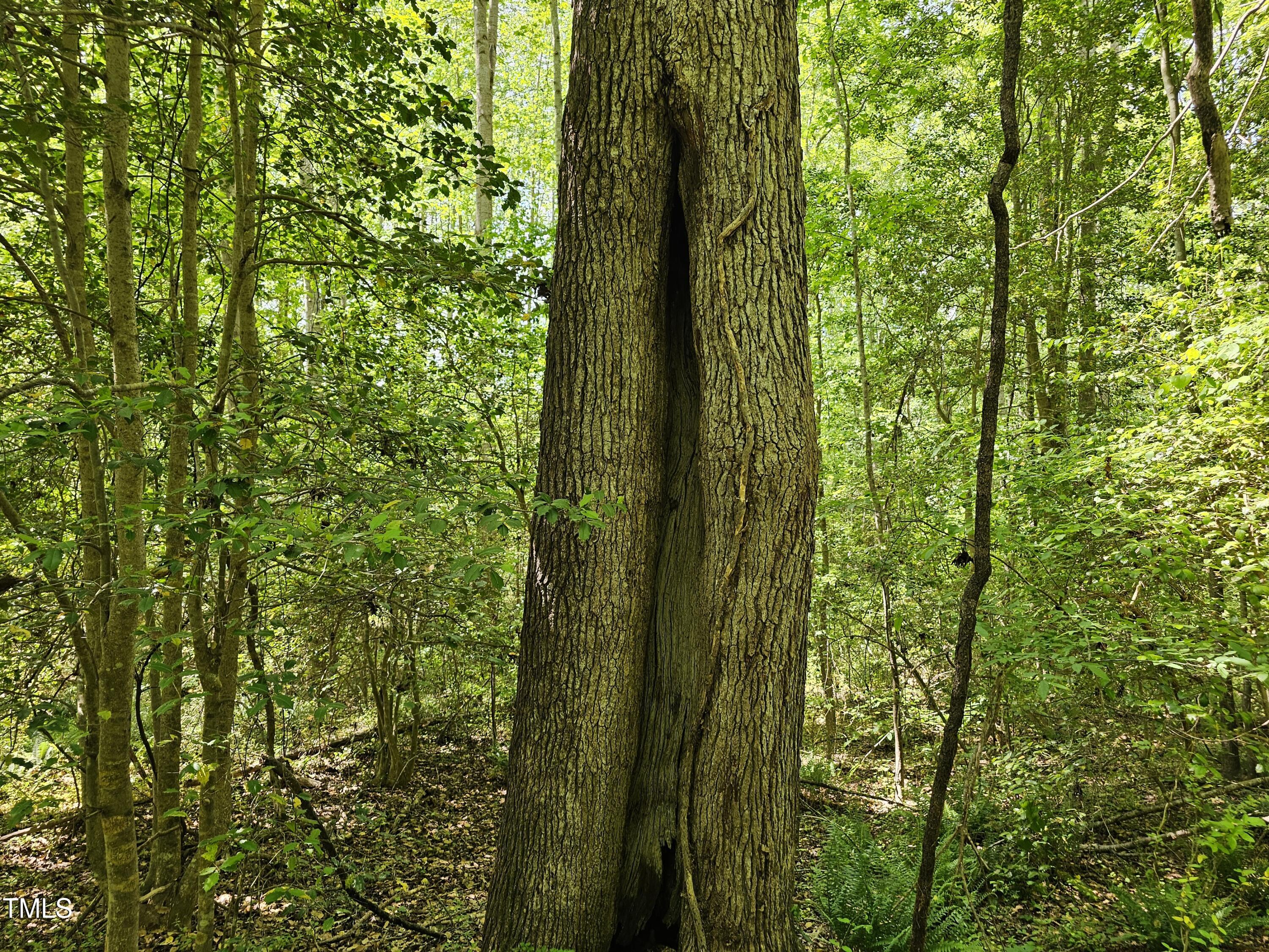 0 Alert Road Warrenton, NC 27589 - Photo 25 of 35 Alert Rd 15