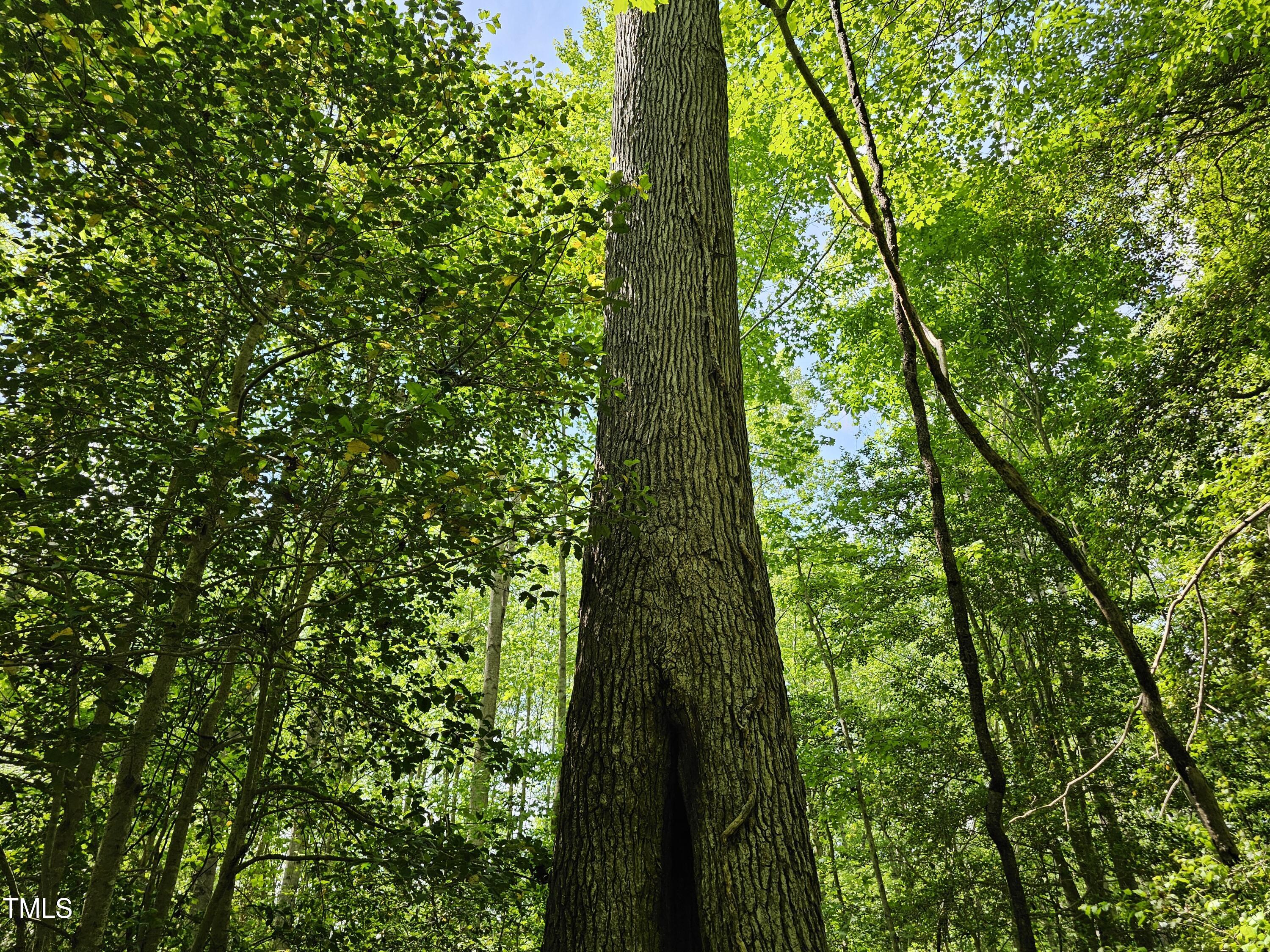 0 Alert Road Warrenton, NC 27589 - Photo 26 of 35 Alert Rd 16
