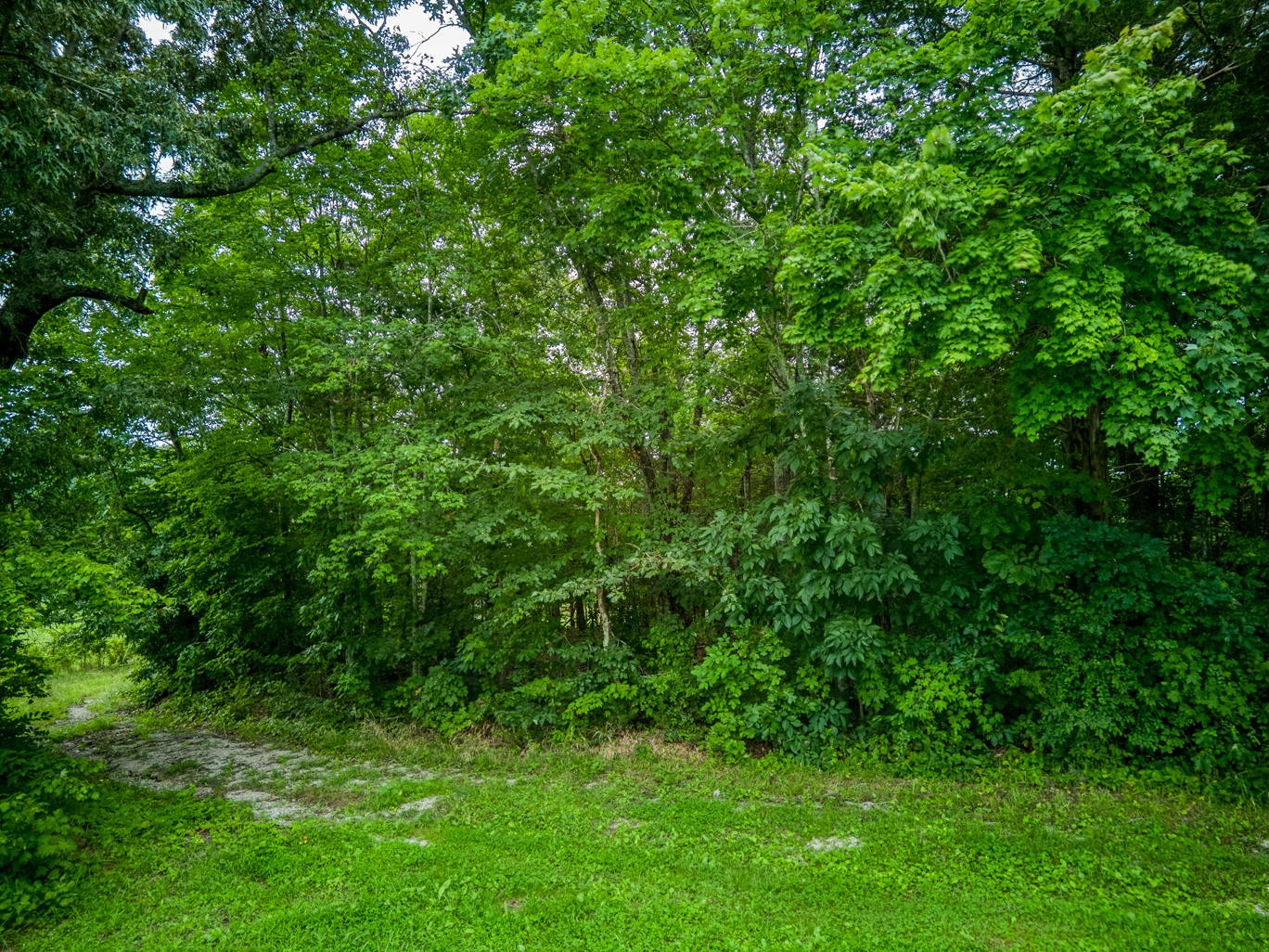 7263 Hook Ridge Road Monroe, TN 38573 - Photo 2 of 9 a view of a lush green forest