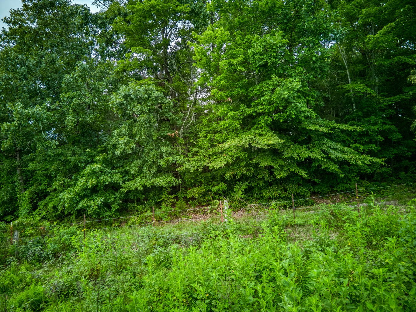 7263 Hook Ridge Road Monroe, TN 38573 - Photo 3 of 9 a view of a lush green forest