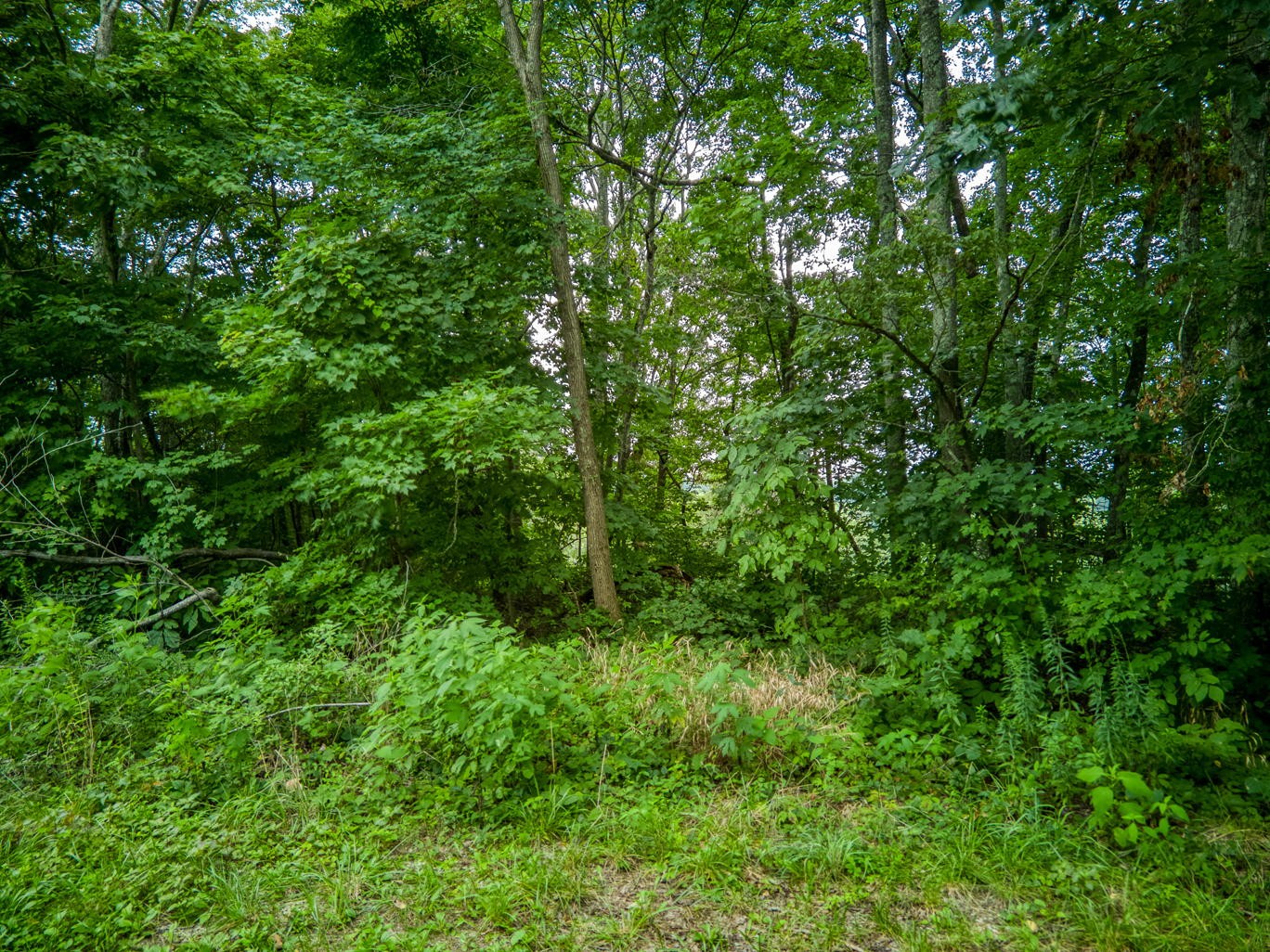 7263 Hook Ridge Road Monroe, TN 38573 - Photo 7 of 9 a view of a lush green forest