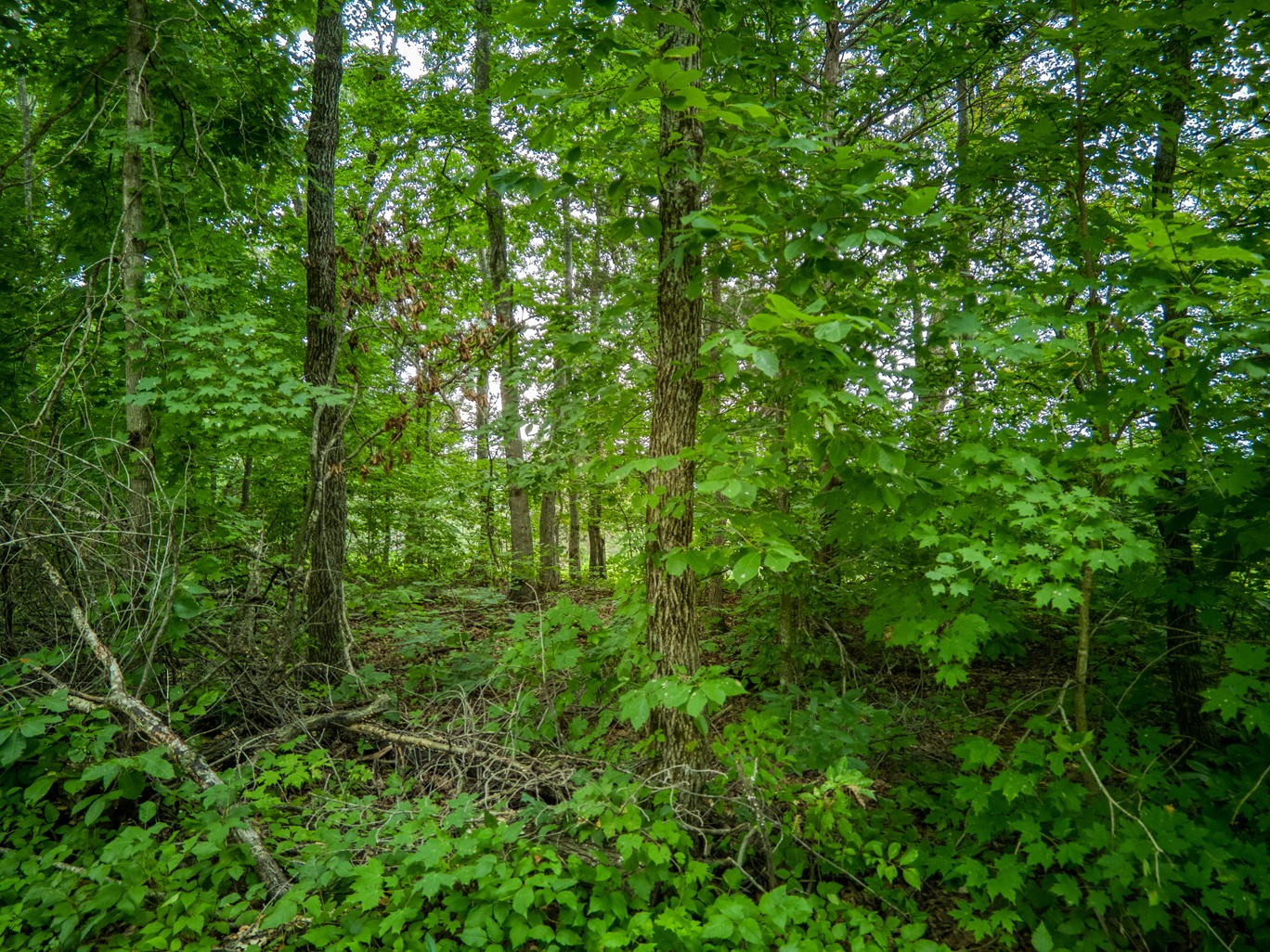 7263 Hook Ridge Road Monroe, TN 38573 - Photo 8 of 9 a view of a lush green forest