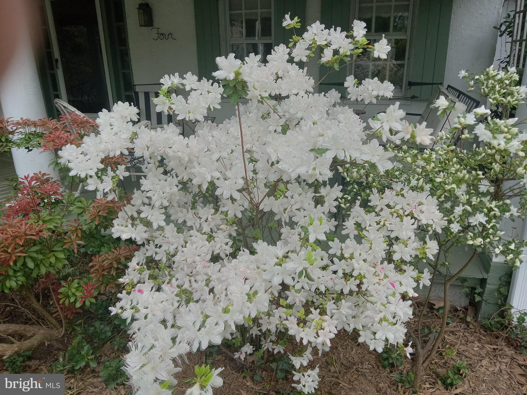 4 Swarthmore Place Swarthmore, PA 19081 - Photo 56 of 67 Geisha Girl Azalea next to Front Porch