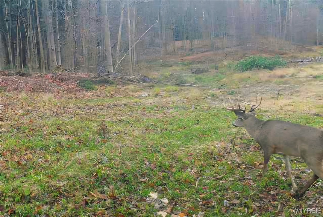 2718 Vollentine Road Randolph, NY 14772 - Photo 47 of 49