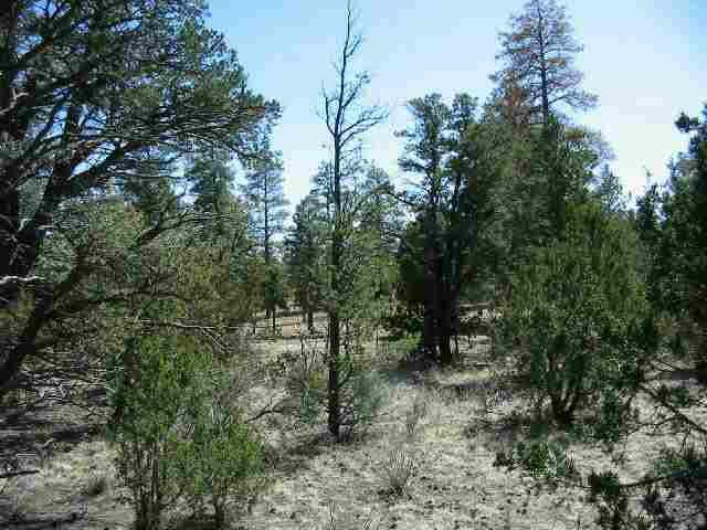 3411 North Buckskin Road, Unit 11B Overgaard, AZ 85933 - Photo 1 of 4 Primary Photo