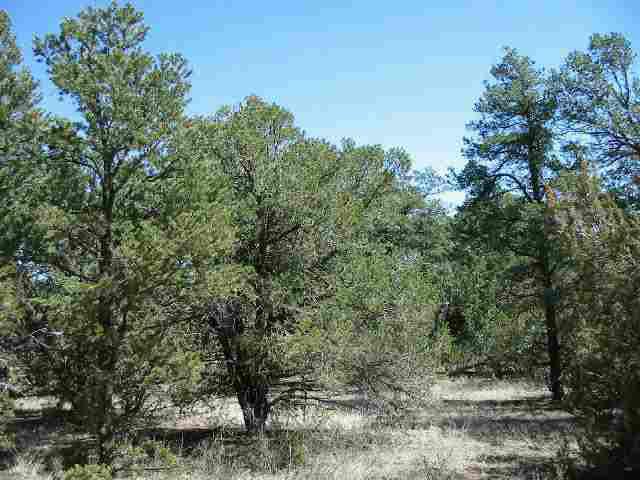 3411 North Buckskin Road, Unit 11B Overgaard, AZ 85933 - Photo 3 of 4 Additional Photo