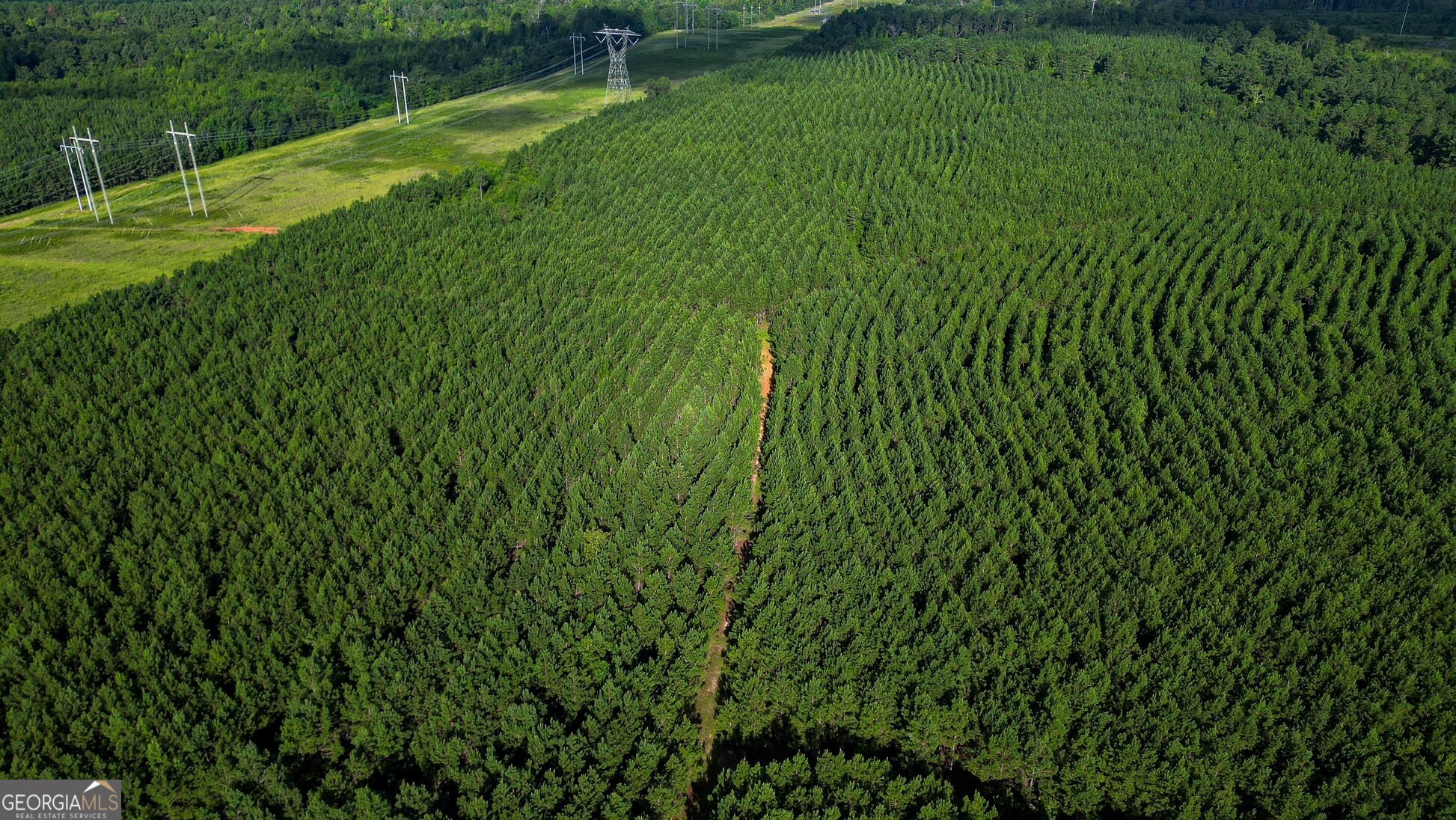 a view of a green field with plants