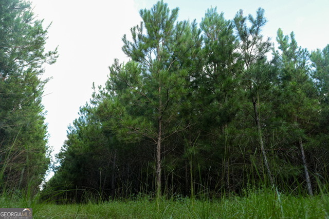 0 Newman Smith Road Bartow, GA 30413 - Photo 14 of 20 a view of a lush green forest with lots of trees