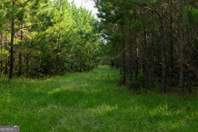 0 Newman Smith Road Bartow, GA 30413 - Photo 15 of 20 a view of a lush green forest