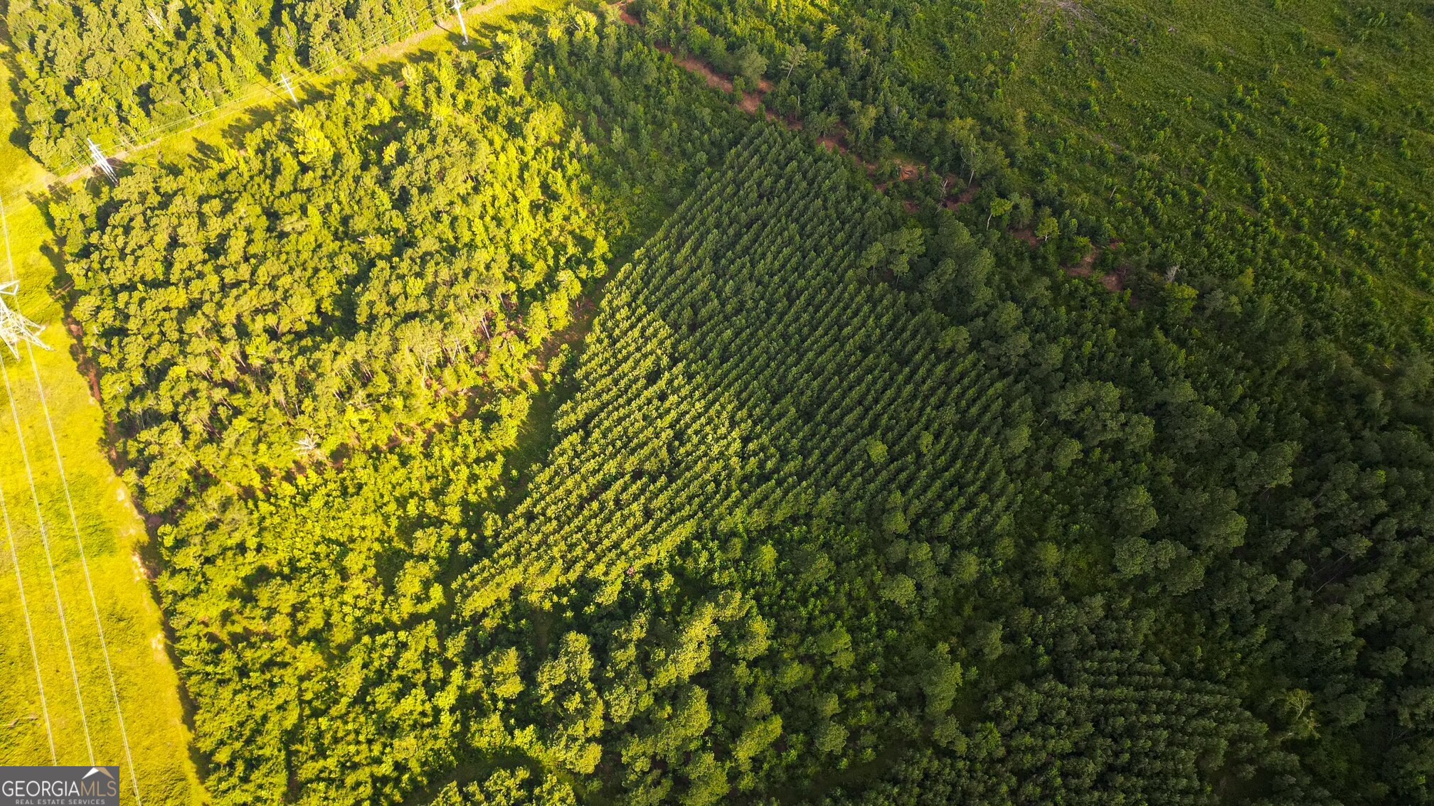 0 Newman Smith Road Bartow, GA 30413 - Photo 2 of 20 a view of a yard