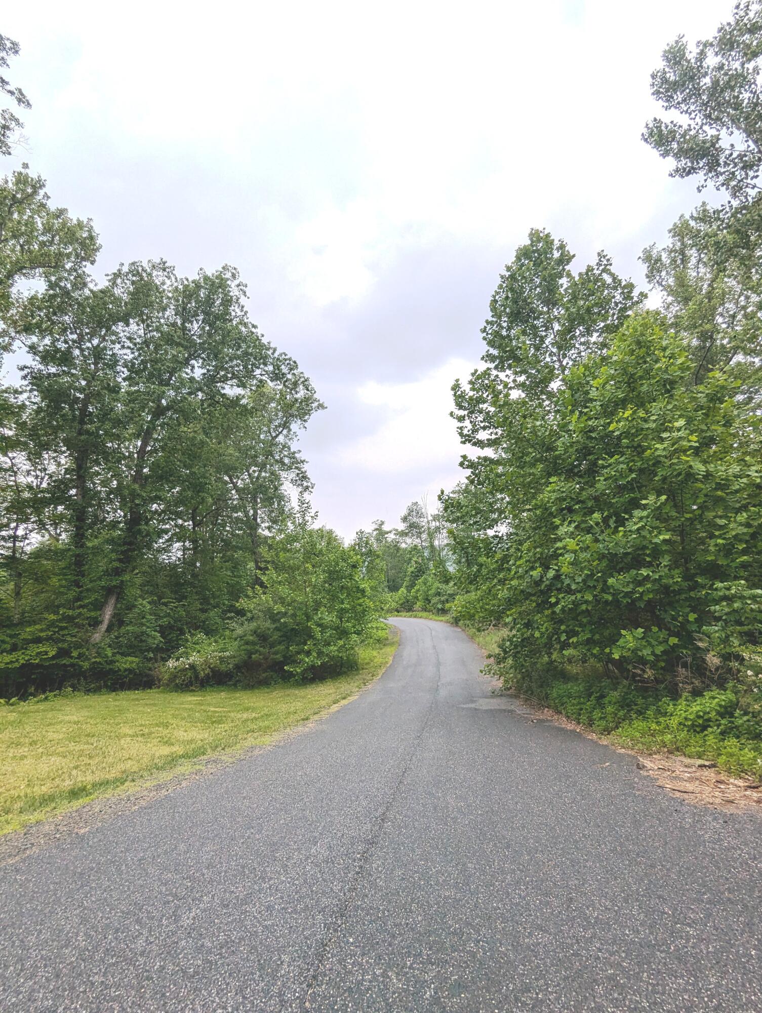 a view of a yard with a trees