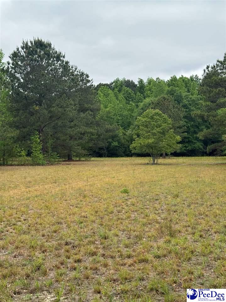 Daniel Chapel Road McColl, SC 29570 - Photo 22 of 42 Gallery Image 22
