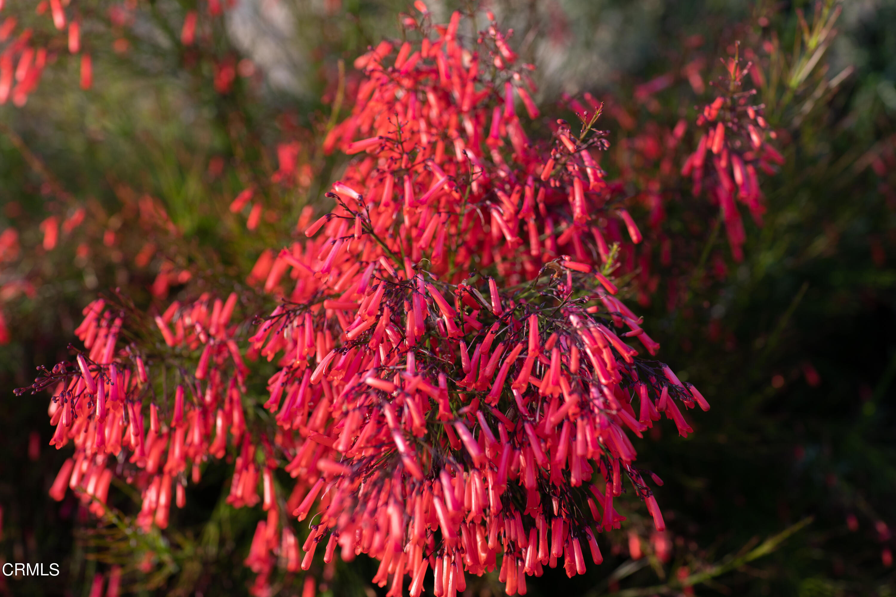 5028 Ramsdell Avenue La Crescenta, CA 91214 - Photo 23 of 29