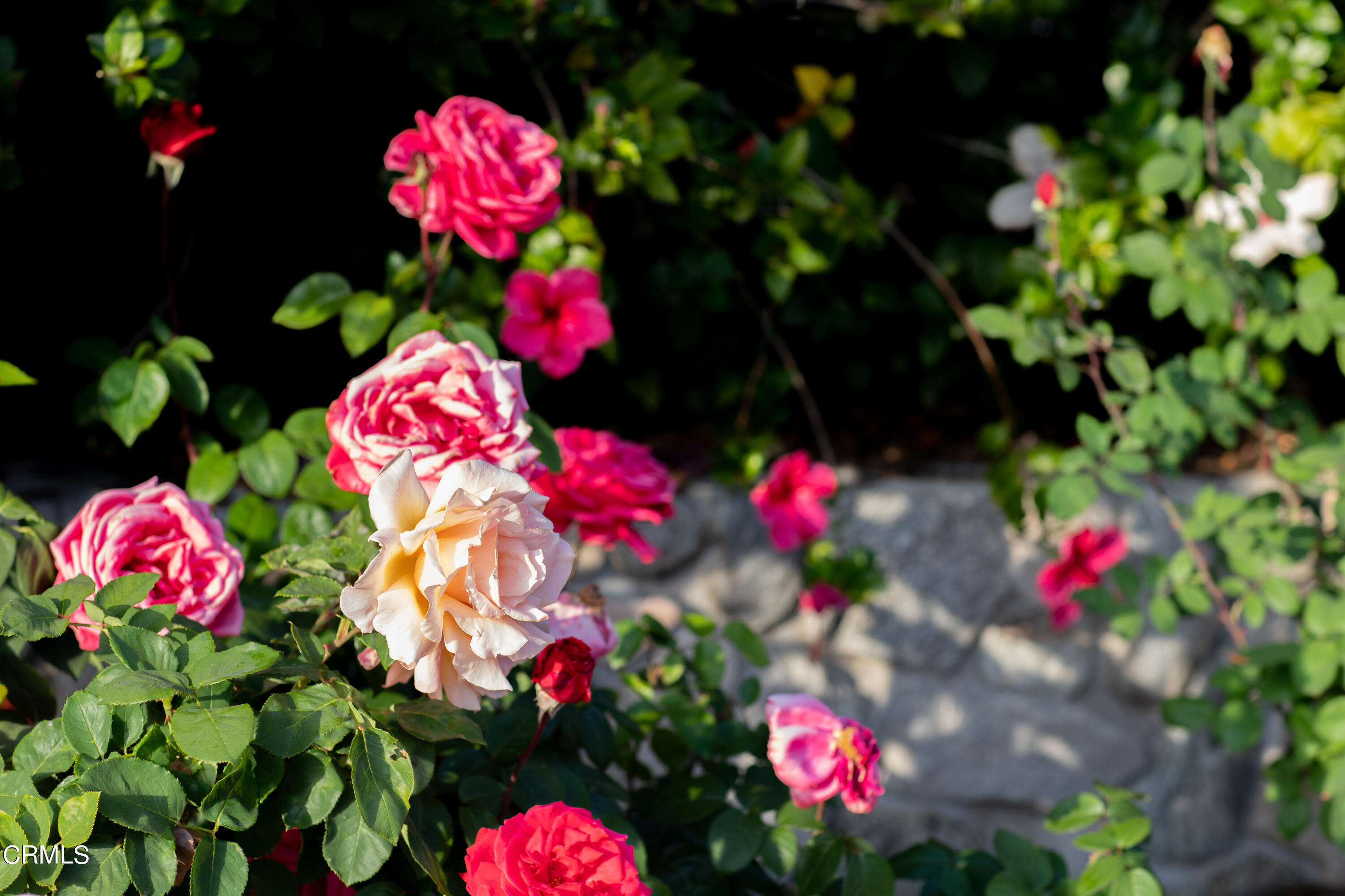 5028 Ramsdell Avenue La Crescenta, CA 91214 - Photo 26 of 29 a view of a flower