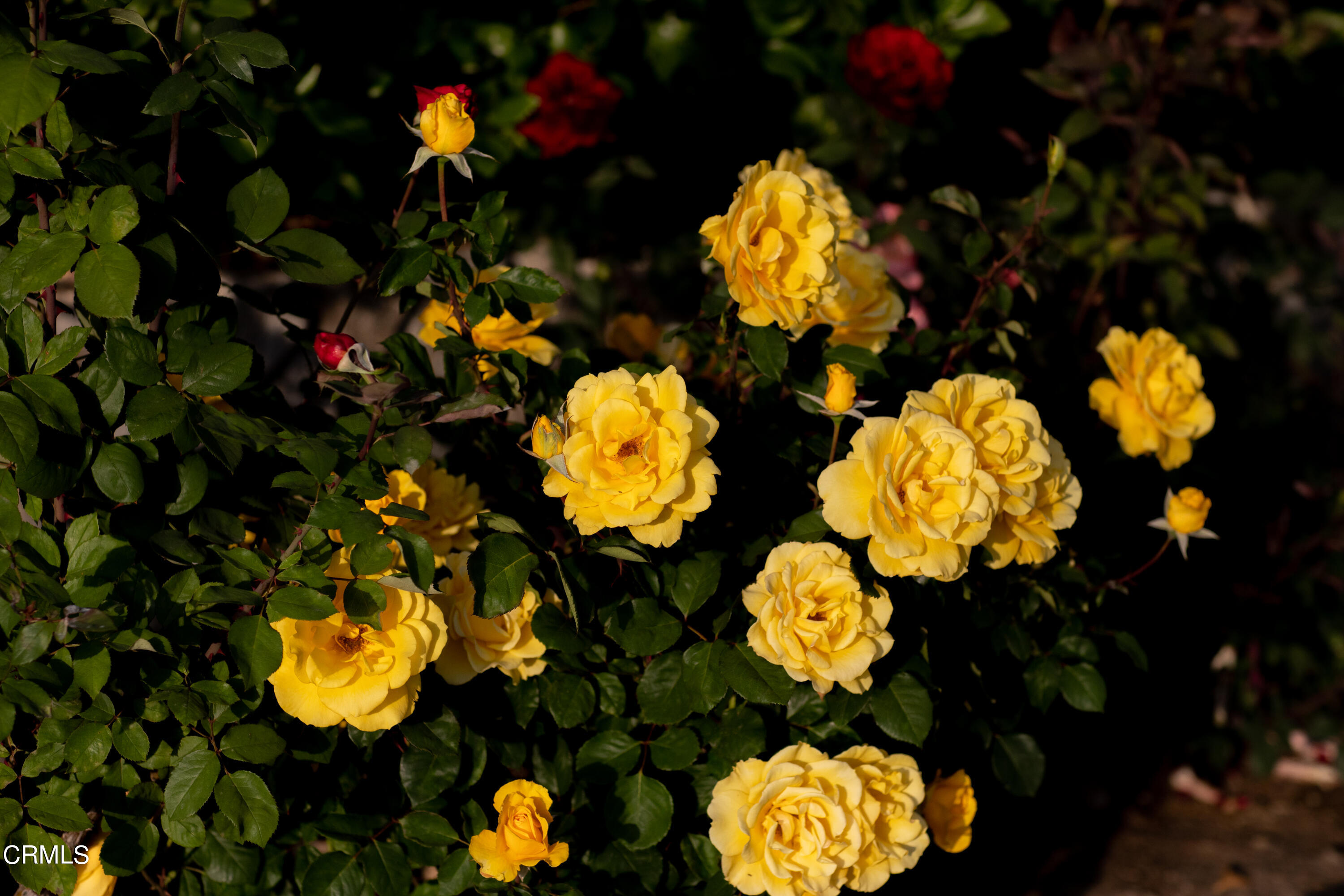 5028 Ramsdell Avenue La Crescenta, CA 91214 - Photo 27 of 29 a bathroom with flowers and flowers