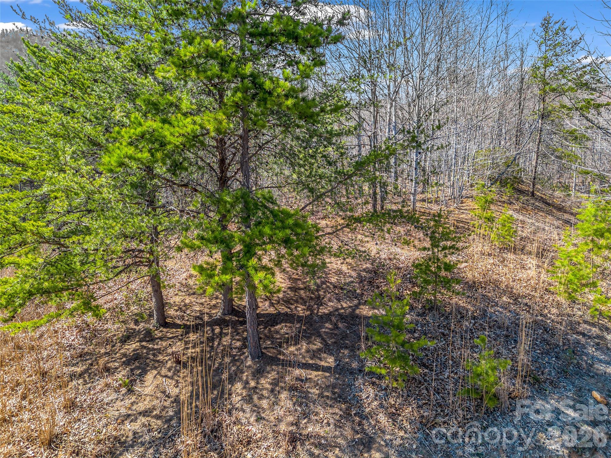 190 Cherry Hill, Unit NONE Mill Spring, NC 28756 - Photo 10 of 39 a view of yard