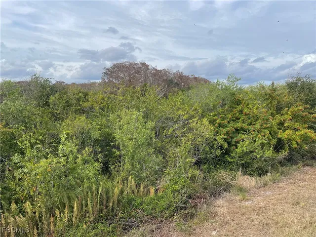 a view of a bunch of trees and bushes