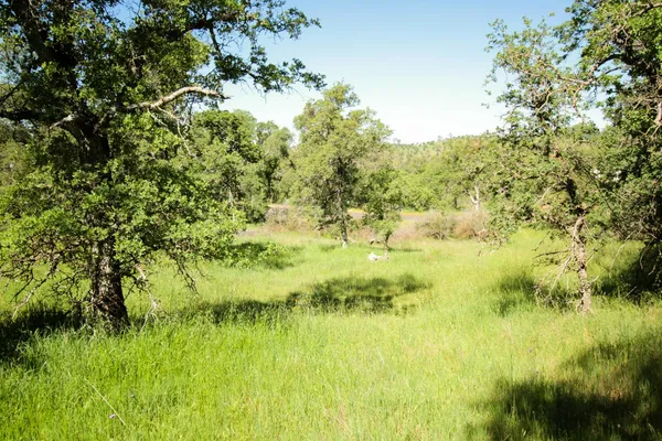 $75,000 | 1058 Salinas Street, La Grange, CA 95329